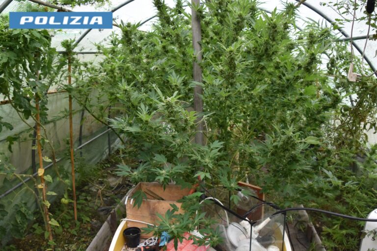 Allegato a comuncato stampa Serra Marijuana