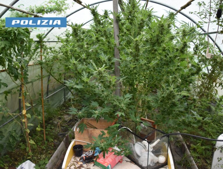 Allegato a comuncato stampa Serra Marijuana