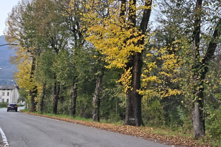 alberi4