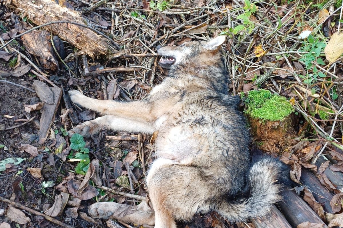 lupo cucciolo 1 anno