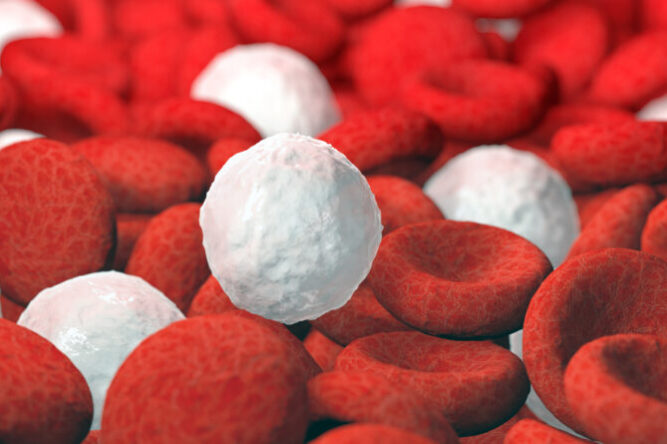 red and white blood cells, 3D illustration
