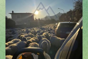 PECORE TRAFFICO