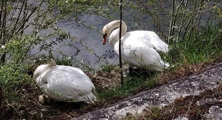 1d5d0e73-04a6-4716-9271-eb7777e82275