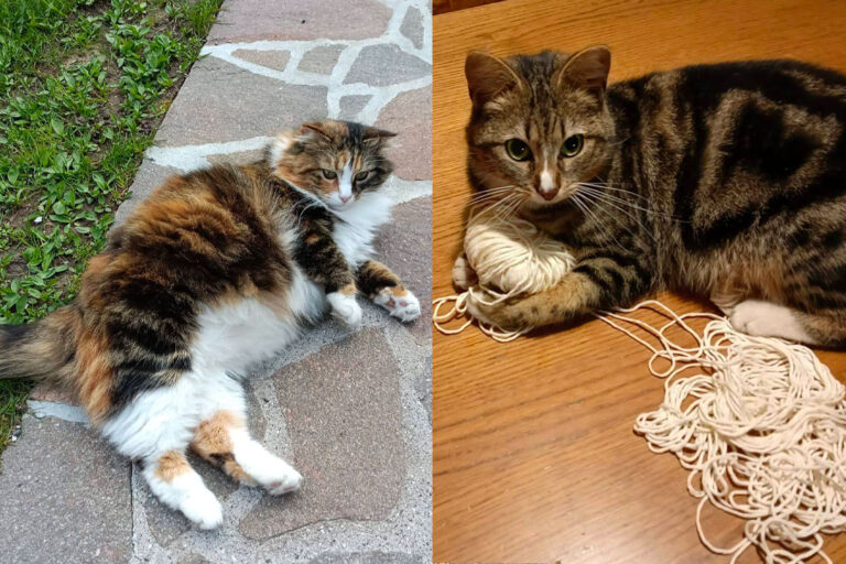 micioline