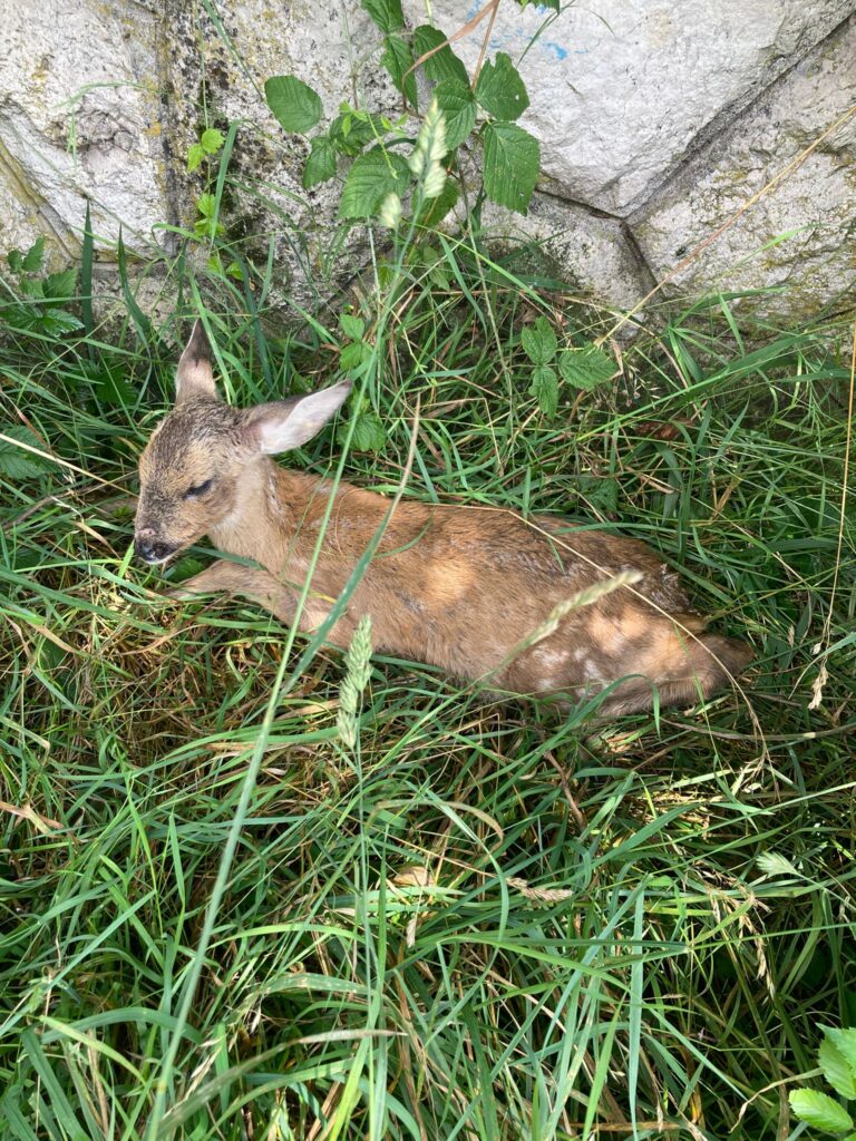 Immagine WhatsApp 2025-07-13 ore 12.52.53_923557c1