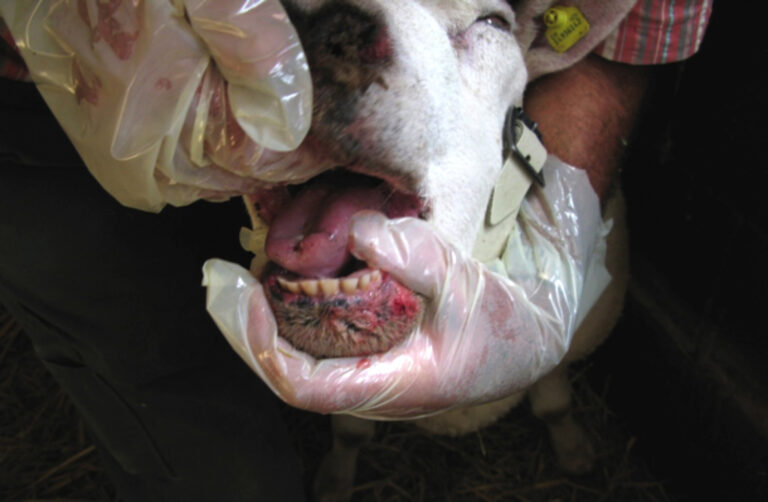 ovinocaprino-con-lingua-tumefatta