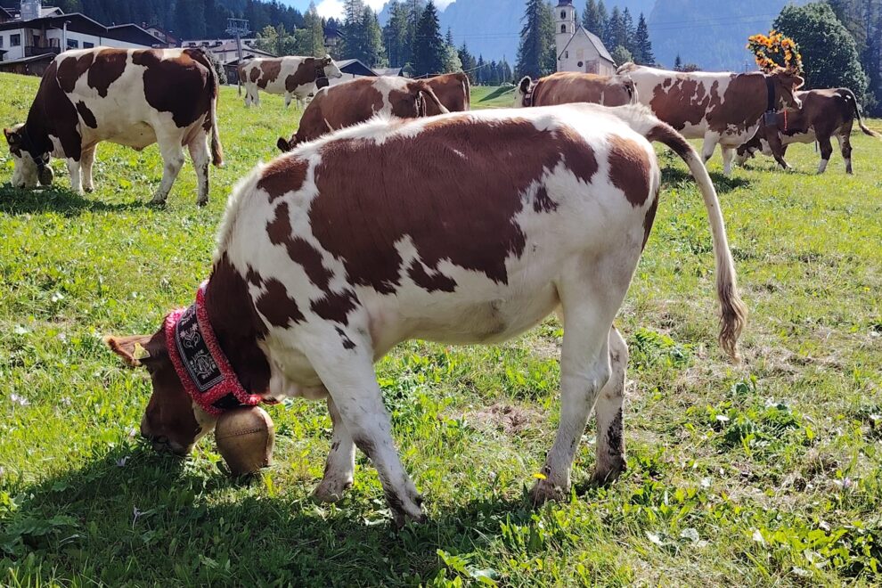 9a577797-81b6-4fe5-9631-f891371e2a36