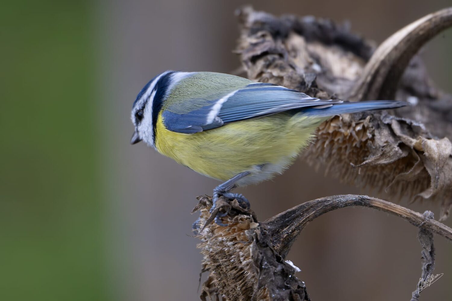 3489f67a-43bd-4b93-b632-8cc40a06154e