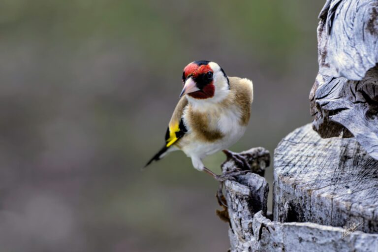 3a57f48c-466d-453d-af61-230a4eae14cb