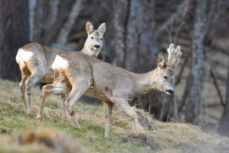 97595a1d-a6b0-462a-8da9-9c54480655ed